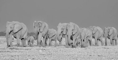 üreme sürüsü Afrika Namibya savana yürüyüş