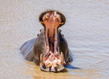 Hippo in a river in the Caprivi Strip, Namibia clipart