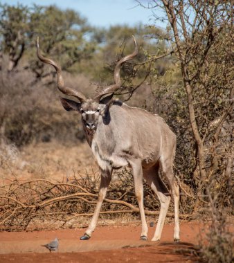 Kudu bull Güney Afrika savana bir sulama delik adlı