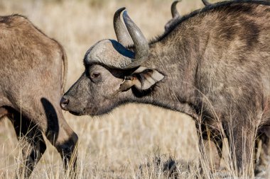 Güney Afrika savana Oxpecker kuşlar ile Afrika Buffalo