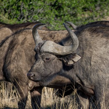 Güney Afrika savana Afrika Buffalos