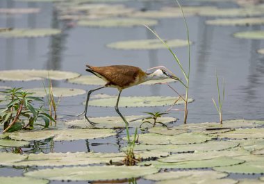 Afrika Okavango Nehri üzerinde zambak yastıkları üzerinde yürüme Jakana