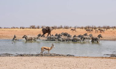 Afrika fili sulama delik Namibya, Zebra takip