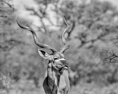Kudu Bull Güney Afrika savana ayakta