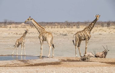 Namibya savana bir sulama delik, zürafalar