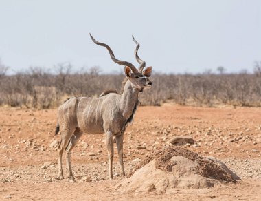 Namibya savana ayakta Kudu boğa