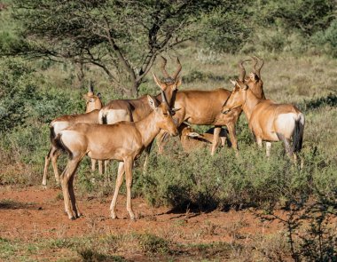Güney Afrika savana Juvenil kırmızı Hartebeest