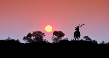 Kudu boğa günbatımı Güney Afrika savana kontrast standları
