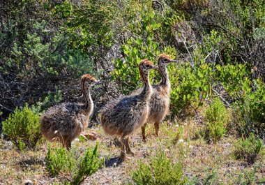 Güney Afrika savana üç devekuşu civciv