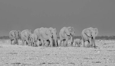 üreme sürüsü Afrika Namibya savana yürüyüş