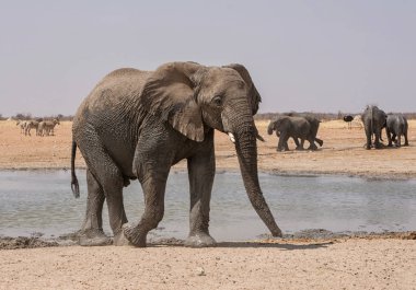 Bir sürüsü Afrika, Namibya savana bir sulama delik