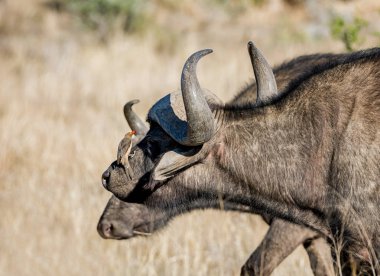 Güney Afrika savana Oxpecker kuşlar ile Afrika Buffalo