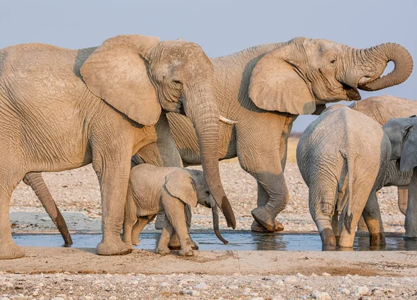 Elefante Africano Bebé Con Familia Abrevadero Namibia Savanna — Foto de Stock