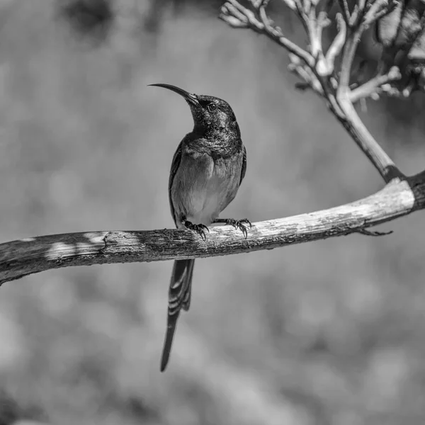 Чоловічий Помаранчевий Грудьми Sunbird Сиділа Мертве Дерево Південній Африці — стокове фото