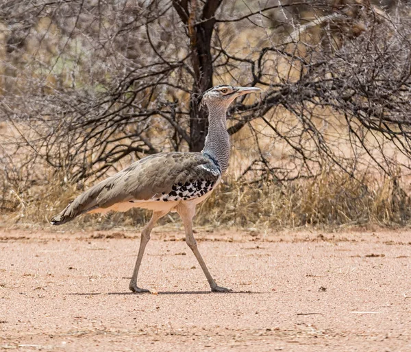 Кори Бустард Гуляющий Намибийской Саванне — стоковое фото