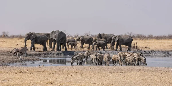 Namibya çöl savana meşgul bir sulama delik