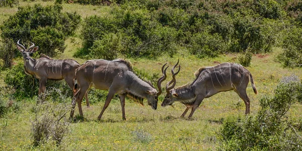 Para Kudu Byki Walki Południowej Afrykańskiej Sawanny — Zdjęcie stockowe