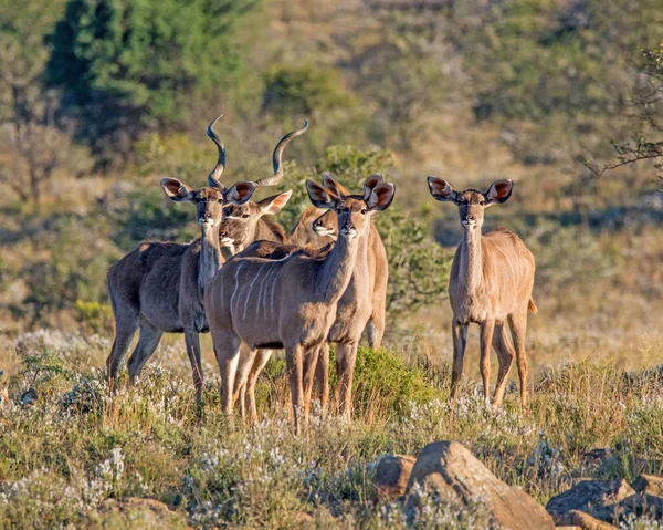 Rodinná Skupina Kudu Postavení Jižní Africké Savany — Stock fotografie