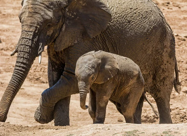 大象小牛与它的母亲 — 图库照片