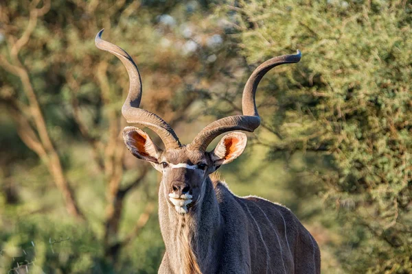 Kudu Bulle Der Südafrikanischen Savanne — Stockfoto