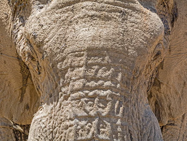 アフリカ象の顔のクローズ アップの詳細 — ストック写真
