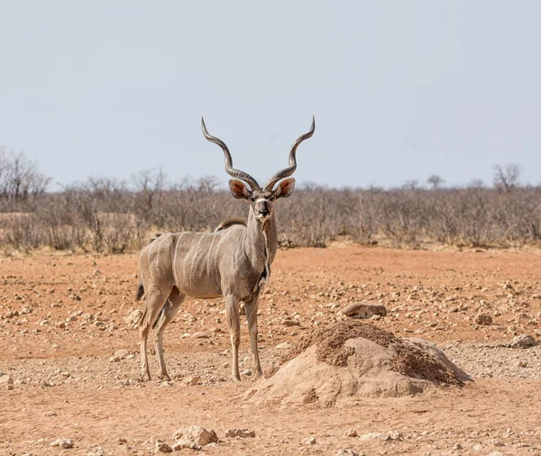 Een Stier Van Koedoe Permanent Namibische Savanne — Stockfoto