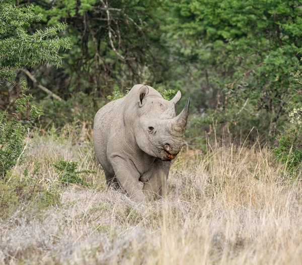 Black Rhinoceros Southern African Savanna — Stock Photo, Image