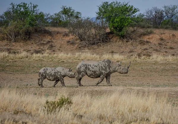 Une Mère Veau Rhinocéros Noir Dans Savane Afrique Australe — Photo