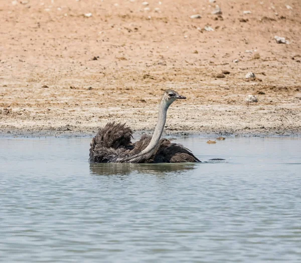 Een Struisvogel Een Gieter Gat Namibian Savanne — Stockfoto