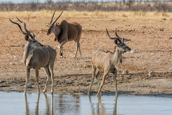 Býky Kudu Zalévání Díry Namibie Savany — Stock fotografie