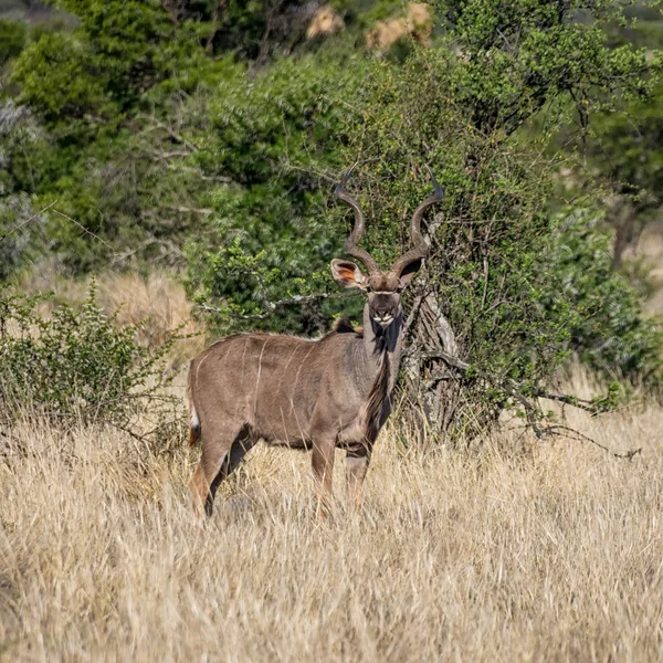 Güney Afrika Savana Kudu Boğa — Stok fotoğraf