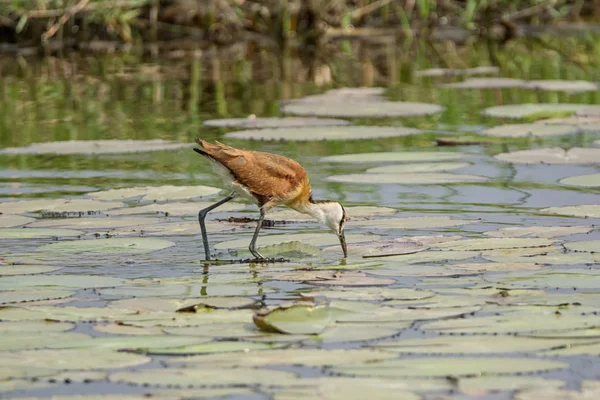 African Jacana walking on lily pads on the Okavango River