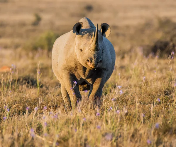 Rhinocéros Noir Adulte Solitaire Dans Les Prairies Afrique Australe — Photo