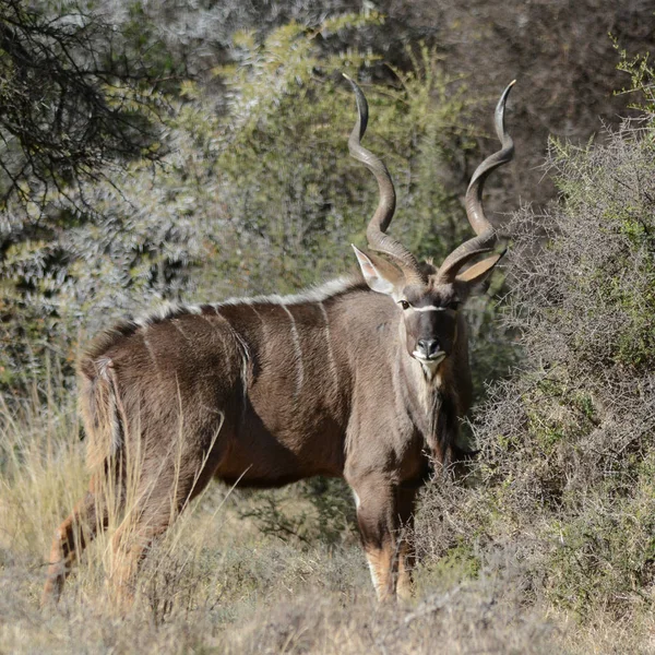 Adult Kudu bull in the Northern Cape, South Africa