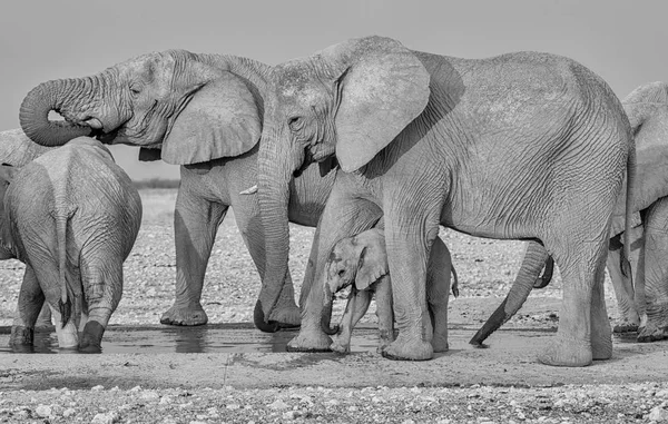 Elefante Africano Bebé Con Familia Abrevadero Namibia Savanna — Foto de Stock
