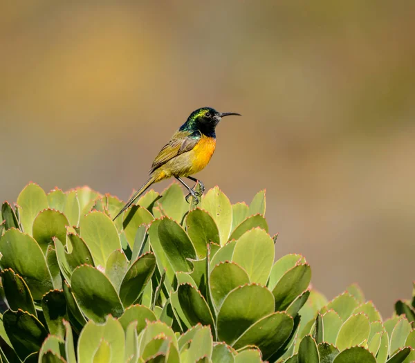 Ein Männlicher Orangefarbener Sonnenvogel Südafrika — Stockfoto