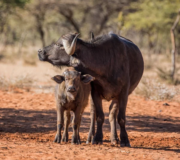 아프리카 버팔로 어머니와 어머니 Oxpecker 조류에서 사바나에서 송아지 — 스톡 사진