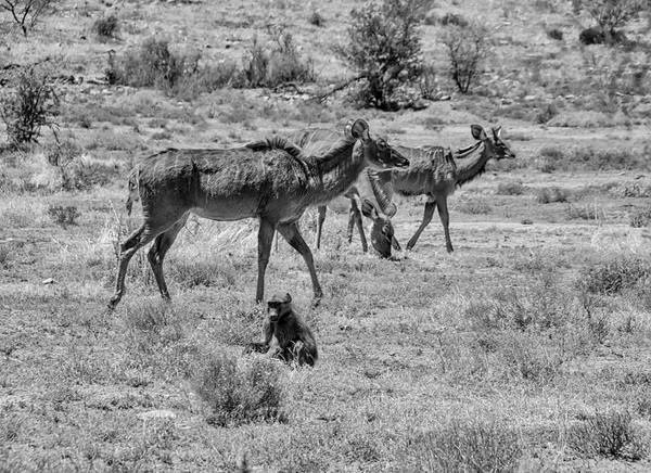 Kvinnliga Kudu Södra Afrikanska Savannen — Stockfoto