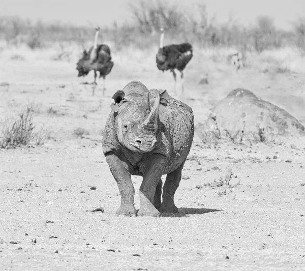 Solitary Black Rhino Namibian Savanna — Stock Photo, Image