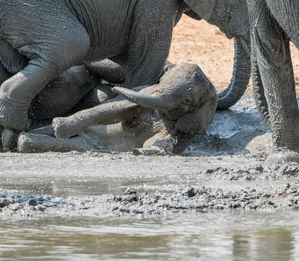 非洲小象与它的家庭在纳米比亚的一个浇灌的洞采取 Mudbath — 图库照片