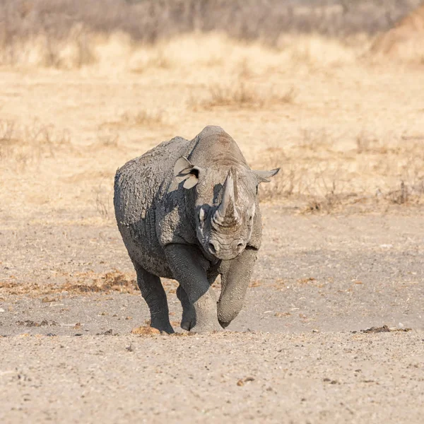 Одиночне Black Rhino Намібії Савана — стокове фото