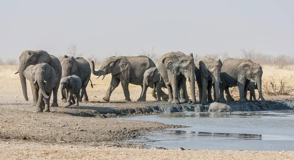 Manada Elefantes Africanos Abrevadero Namibia Savanna — Foto de Stock