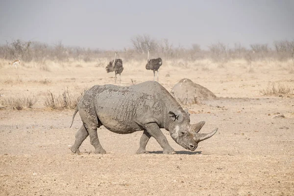 Одиночне Black Rhino Намібії Савана — стокове фото