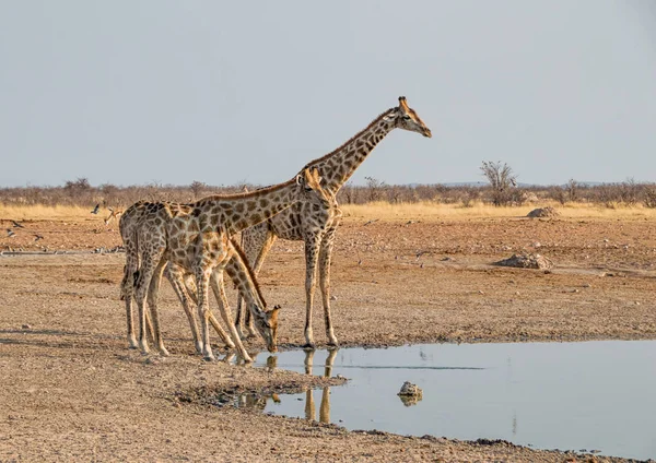 在纳米比亚稀树草原的一个饮水孔里喝了三只长颈鹿 — 图库照片