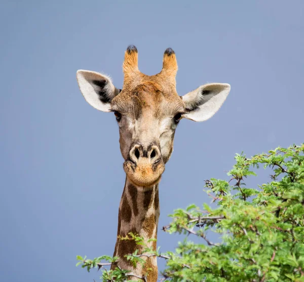 Retrato Facial Cerca Jirafa Sabana Del Sur África — Foto de Stock