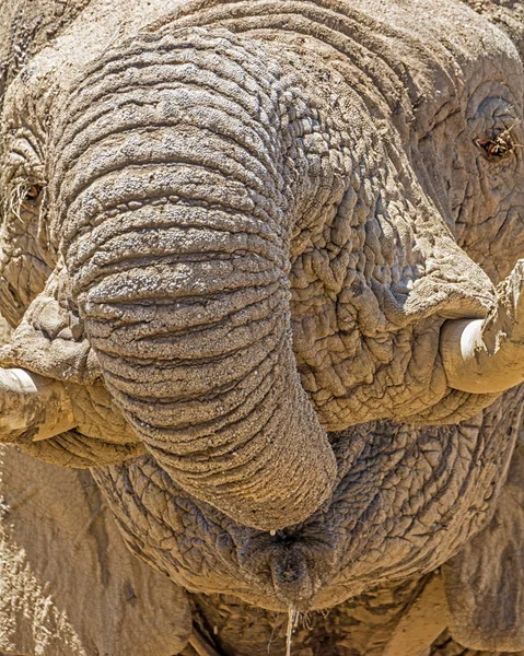 アフリカ象飲むのクローズ アップの詳細 — ストック写真