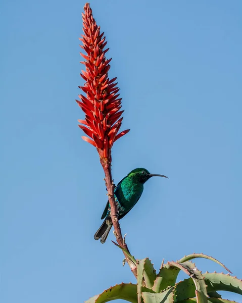 Malaquita Sunbird Macho Plumagem Reprodução Completa África Austral — Fotografia de Stock