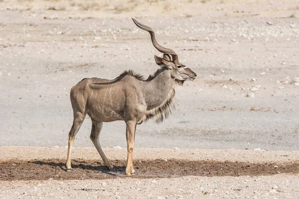 Taureau Kudu Par Abreuvoir Dans Savane Namibienne — Photo