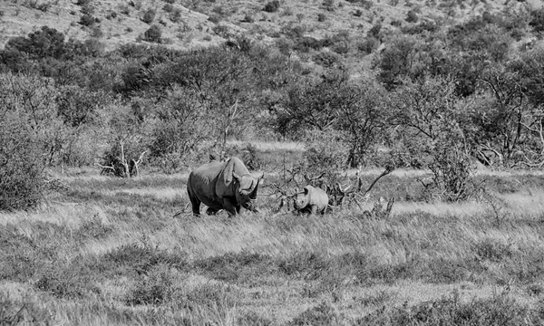 Černý Nosorožec Matka Šest Měsíců Staré Tele Jižní Africké Savany — Stock fotografie