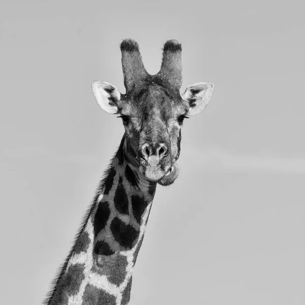 Portrait Facial Rapproché Girafe Dans Savane Afrique Australe — Photo